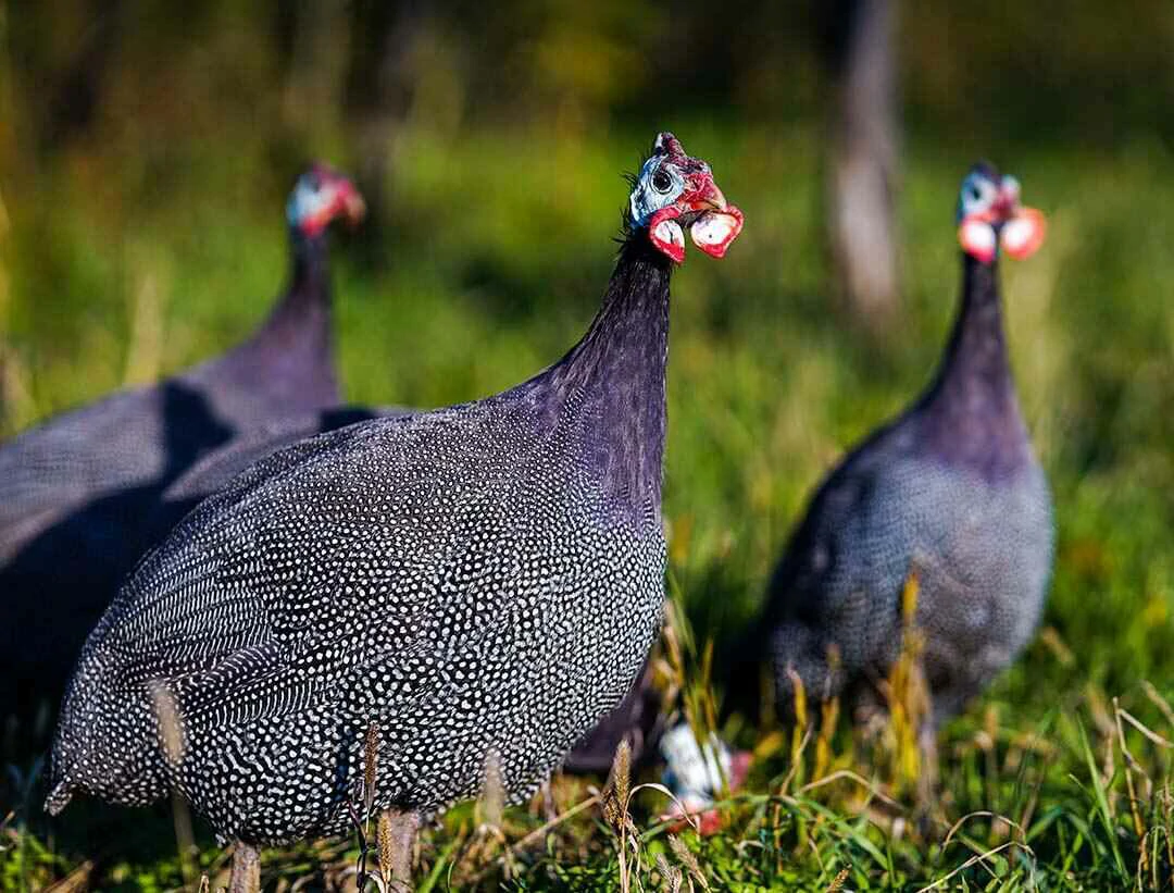 Guinea Fowls